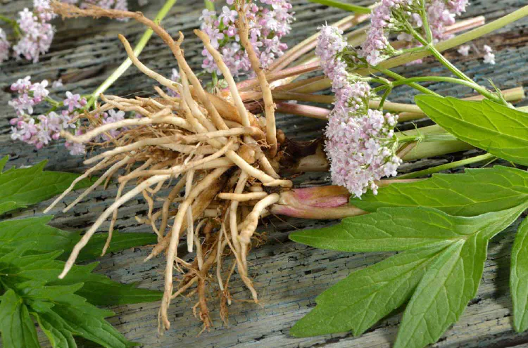 gambar akar valerian