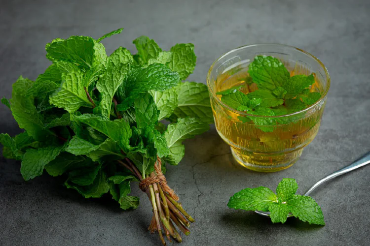 gambar lemon balm mint